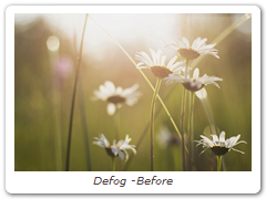 Defog -Before