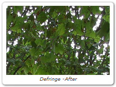 Defringe -After