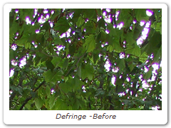 Defringe -Before