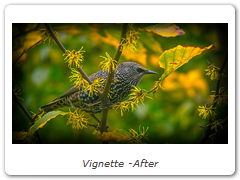 Vignette -After